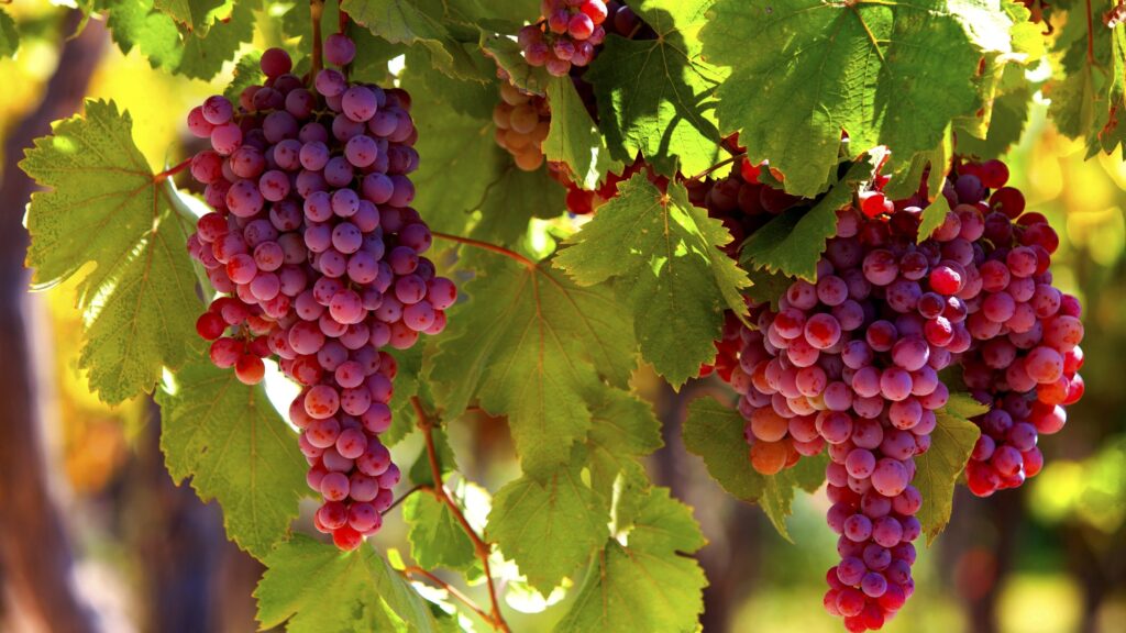 Napa & Sonoma Adventure