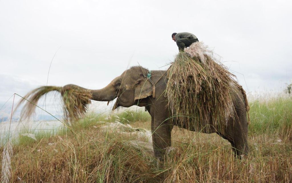 elephant tourism in Chitwan National Park