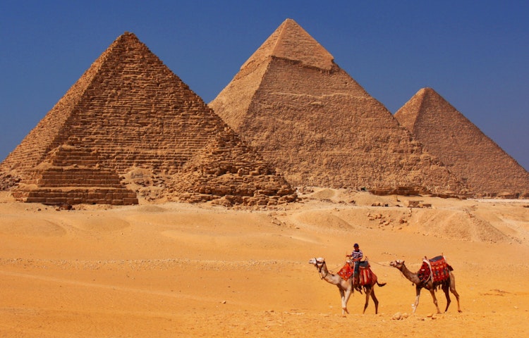Camels walking through Egypt's golden sandy landscape near Giza Pyramids