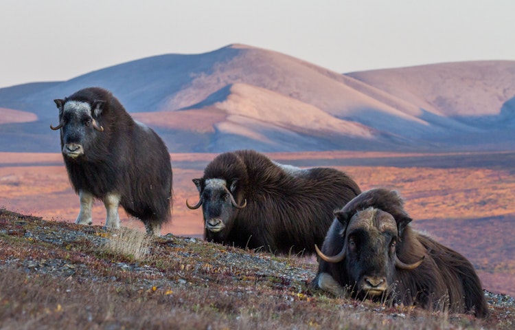 Tourists sighting Alaskan wildlife near the Hula Hula River