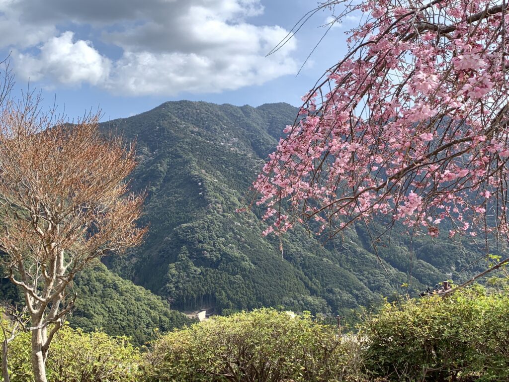 Japanese cherry blossoms framing the beautiful mountainous Kii Mountain Range - located near the Kumano Kodo