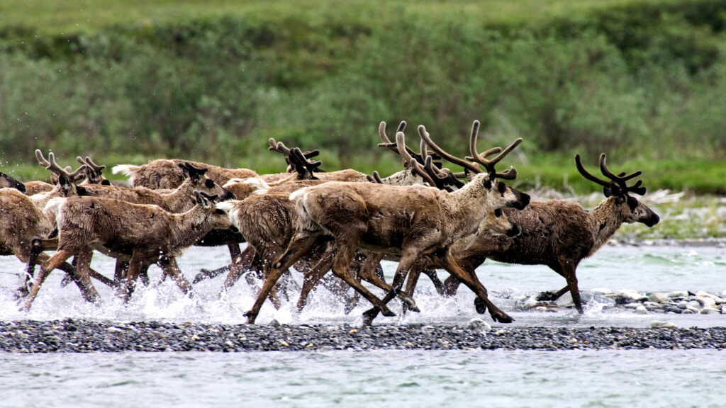 A herd of caribou running past Alaska's great Hula Hula River