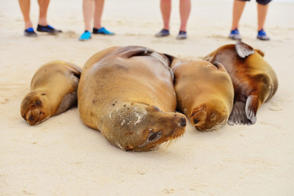 Seals relaxing on San Cristobol in the Galapagos