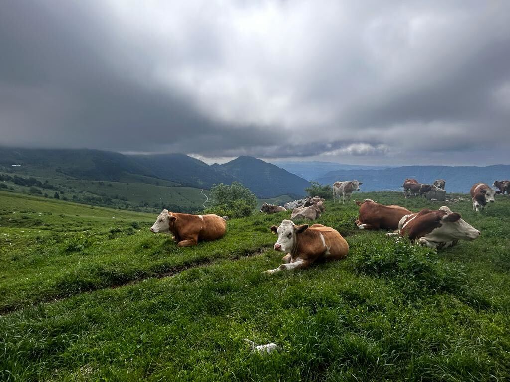 Tourists sight mountain cows nesting in grassy Slovenia landscapes