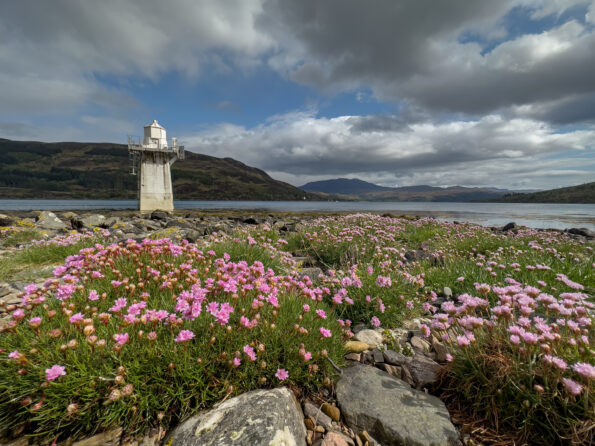A lighthouse surrounded by pink flowers and rocks.