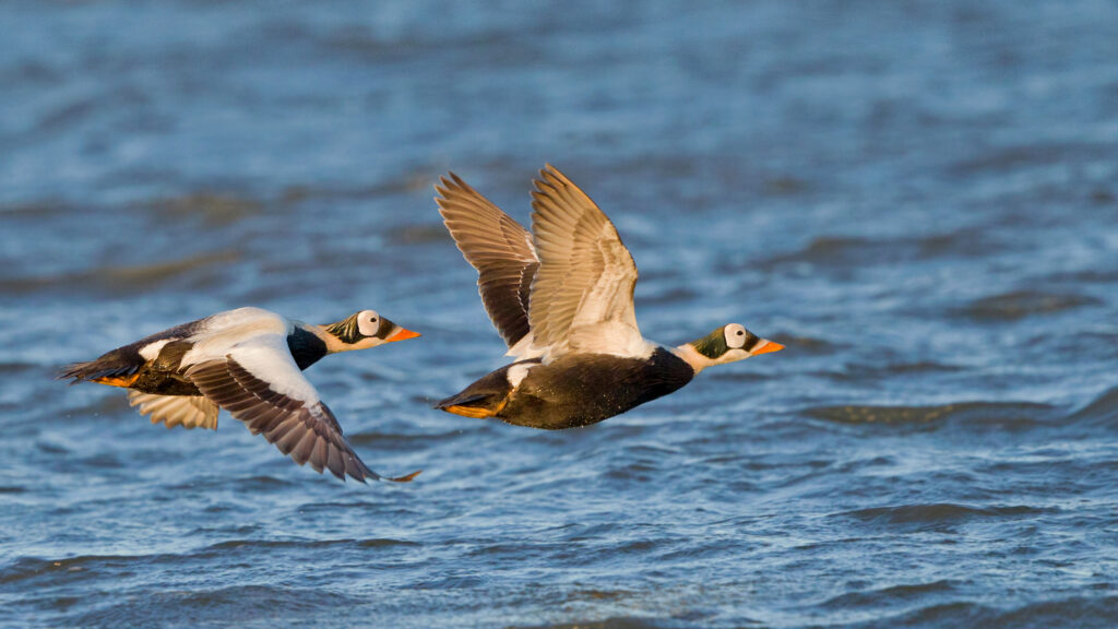 Tourists enjoying birding opportunities while rafting in Alaska's Hula Hula River