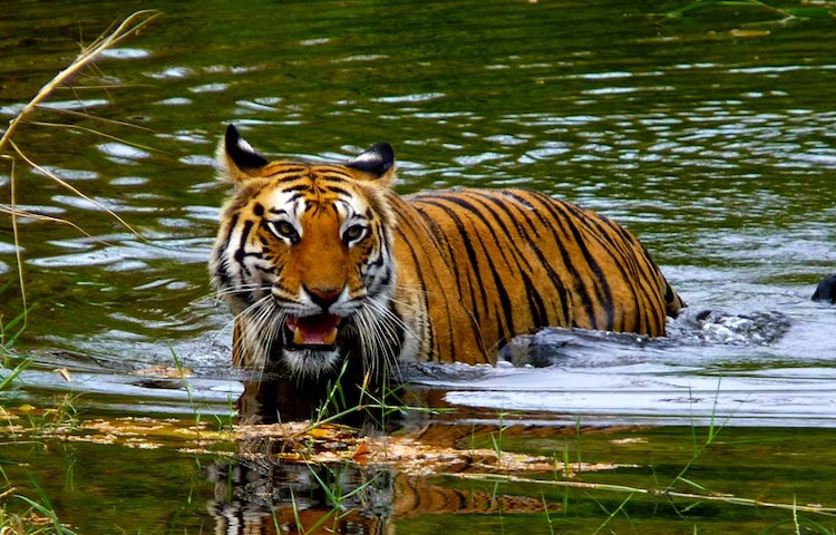 Tiger yawning and swimming in the water in India's Bandhavgarh National Park
