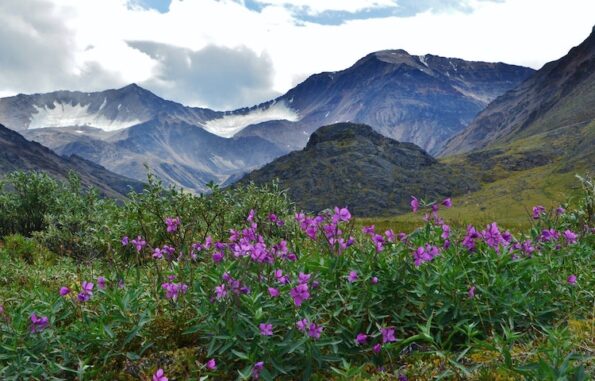 Hikers spotting blooming wildflowers near the Hula Hula River in Alaska