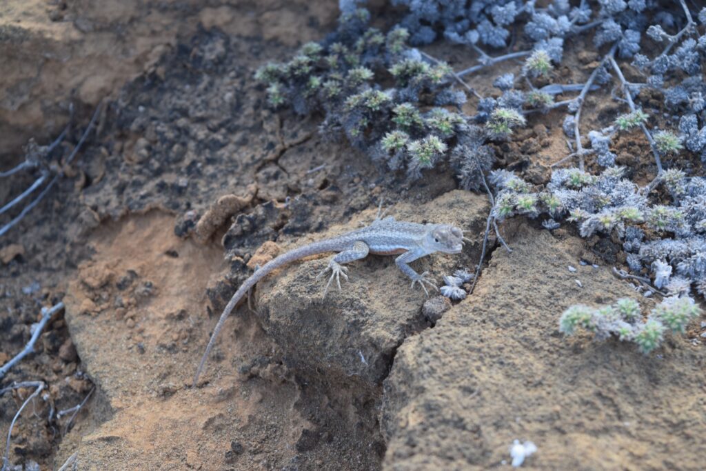 a small lizard nestled on a rock in Santa Cruz island in the Galapagos