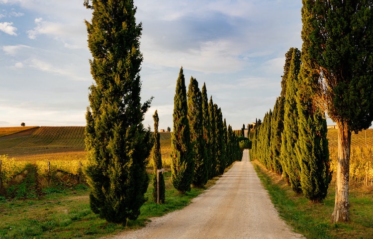 A dirt road lined with cypress trees in tuscany.