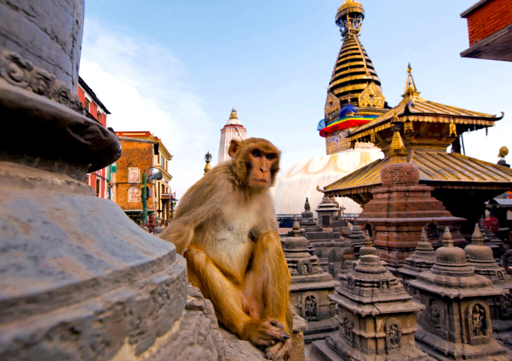 Monkey on Swayambhunath stupa in Kathmandu. Nepal