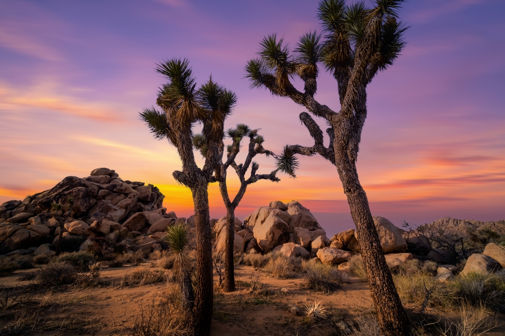 Joshua trees and large rock formations in a desert landscape at sunset, with a colorful purple and orange sky in the background.