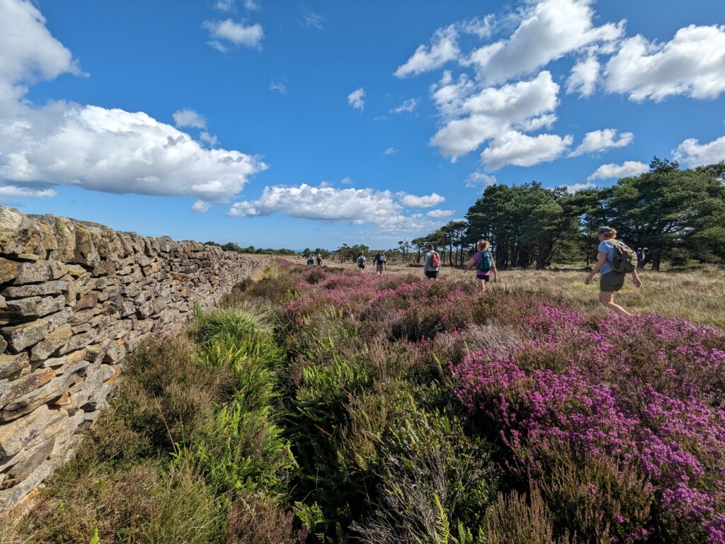 Hiking on trail along wildflowers and flora blooming in England guided tour