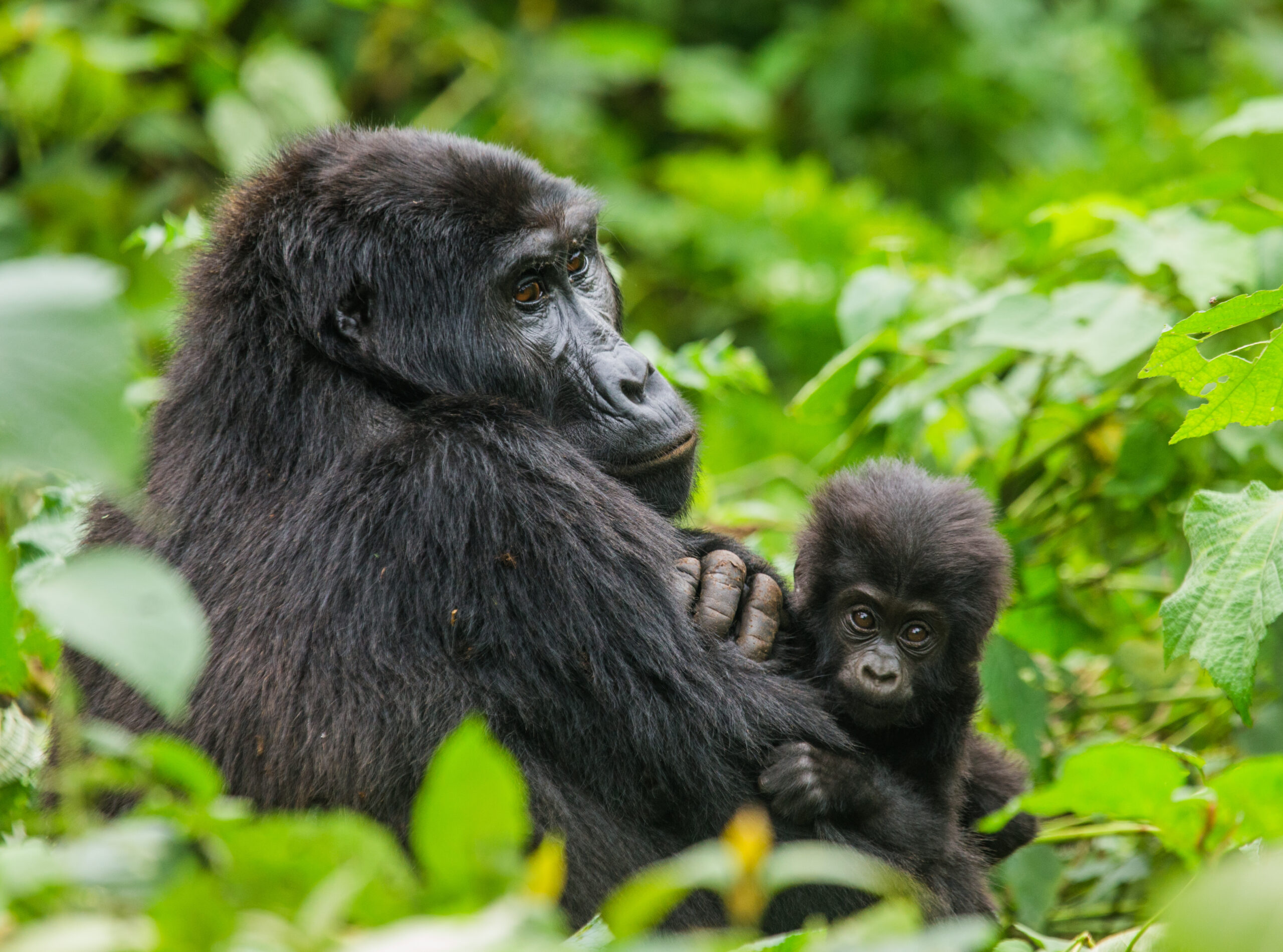 Gorilla Trekking in Rwanda and Uganda