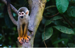 Sightseeing gibbons in tropical jungle near Manuel Antonio National Park in Costa Rica