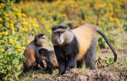 Searching for golden monkeys in bamboo forests in Akagera National Park in Rwanda, Africa