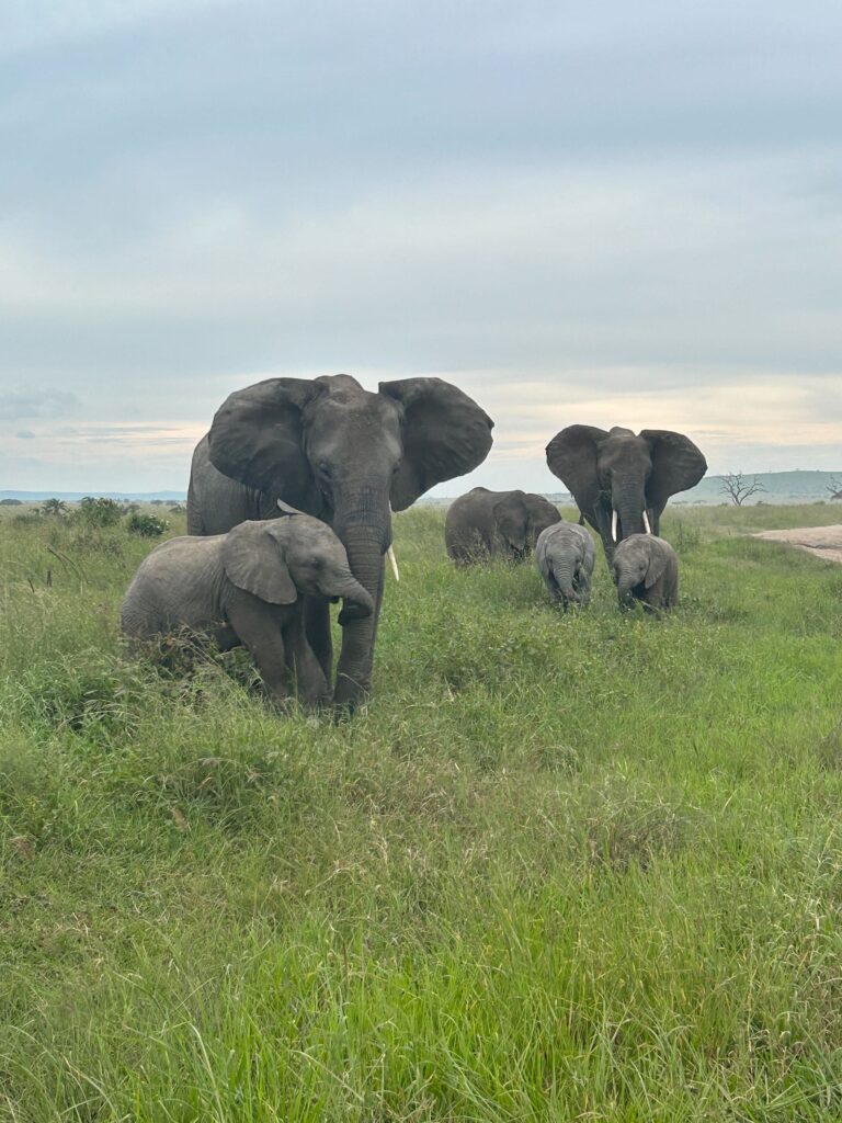 seeing a herd of elephants during a game drive in the safari in Tanzania, Africa