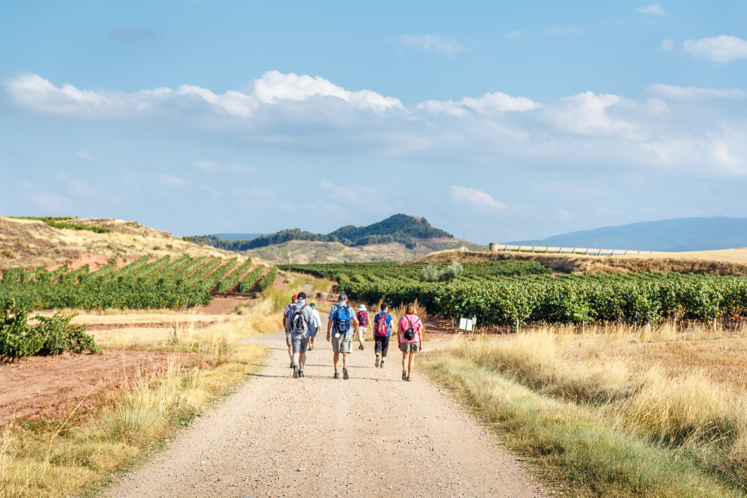 A group of pilgrims walking the Camino de Santiago trail along vineyards in Spain