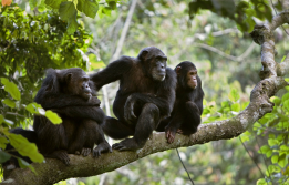 Spotting family of chimpanzees in Bwindi Impenetrable Forest in Uganda, Africa, during a game drive