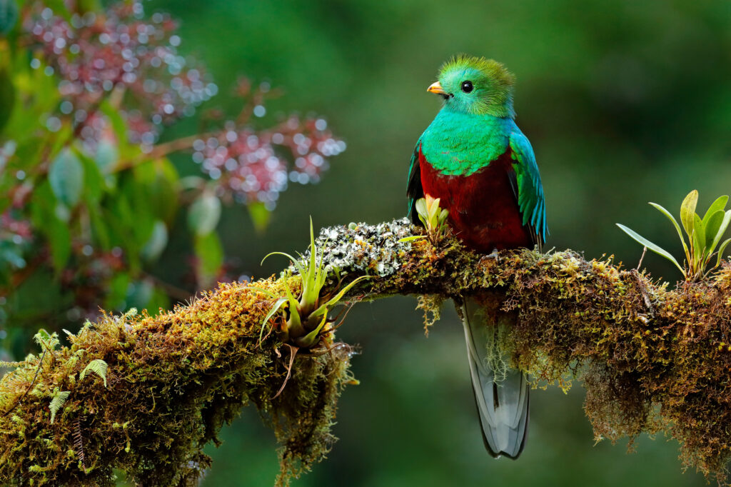 Beautiful bird in nature tropic habitat. Resplendent Quetzal, Pharomachrus mocinno, Savegre in Costa Rica, with green forest background. Magnificent sacred green and red bird.