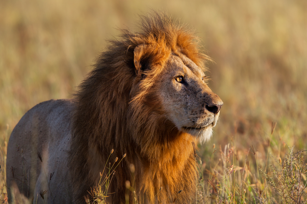 Close up of a African lion looking for food in the Serengeti National Park in Tanzania, Africa