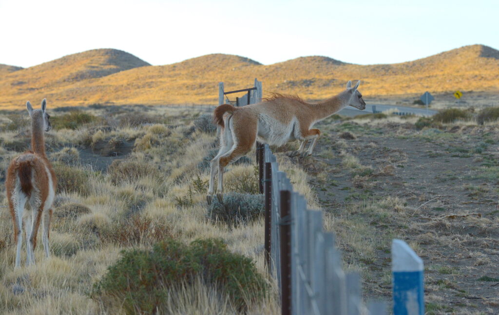 discovering guanacos on the way to Torres del Paine National Park in Argentina, Latin America