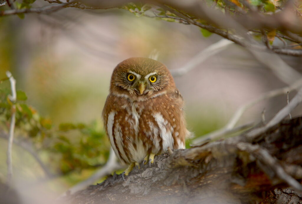 a small brown owl hiding in the tree in a Patagonia hiking tour in Latin America