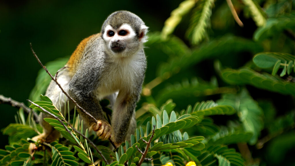 visit the wildlife and tropical sounds in Amazon Rainforest during your stay in Peru, Latin America