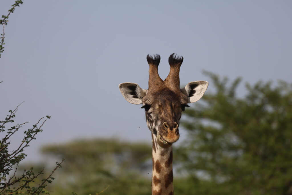 encountering a curious young giraffe during Climb Kilimanjaro trek in Tanzania, Africa