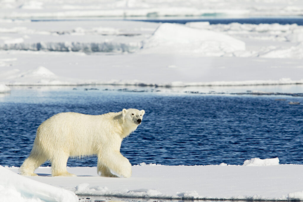 watching white polar bear walking on iceberg in Spitsbergen, Norway in a summer trip