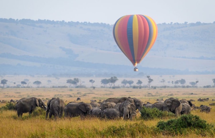 A colorful hot air balloon flies over a grassy landscape with a herd of elephants grazing below. Rolling hills are visible in the distance in Masai Mara, Kenya