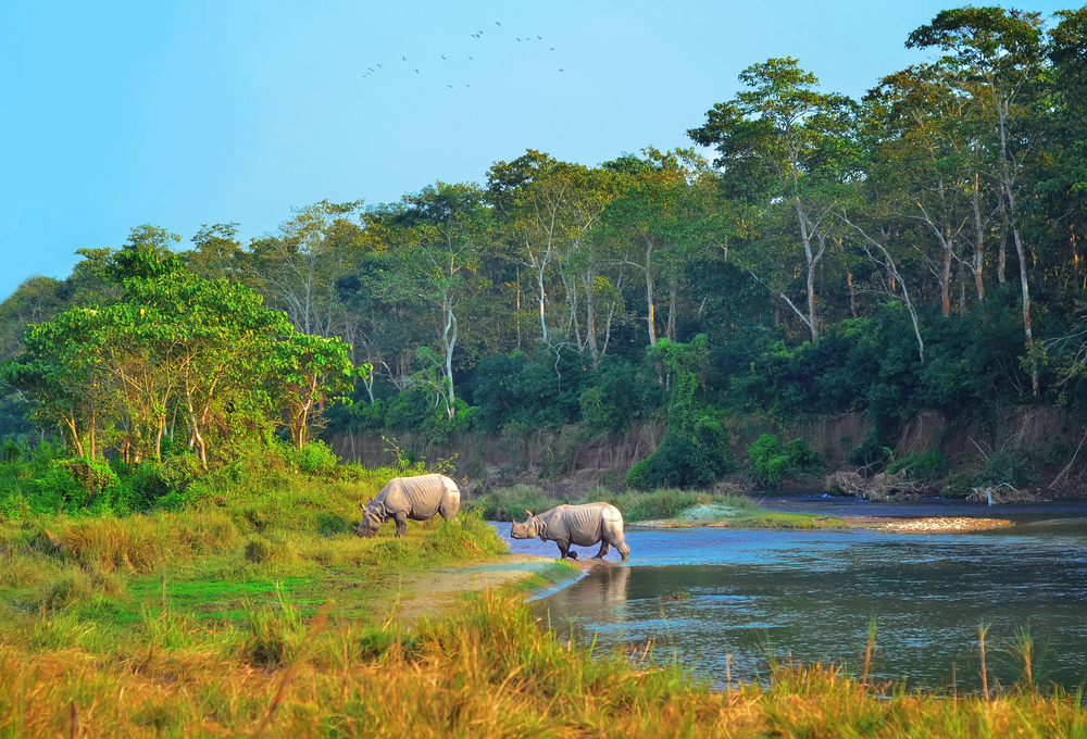 wild landscape with Asian rhinoceroses in Chitwan National Park in Nepal, Asia