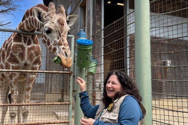 A person stands next to a fenced enclosure, feeding a giraffe that is reaching its head over the fence. An open building is visible in the background in San Francisco Zoo, San Francisco, California