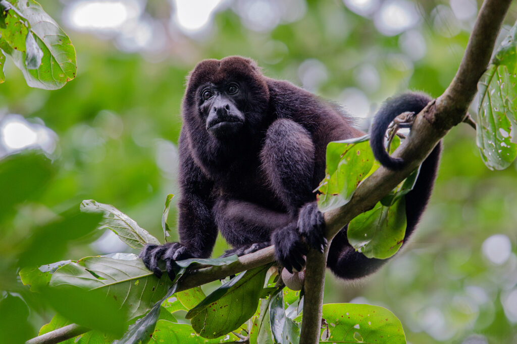 Male howler monkey resting in the trees surrounded with green leaves in Costa Rica's wildlife forest