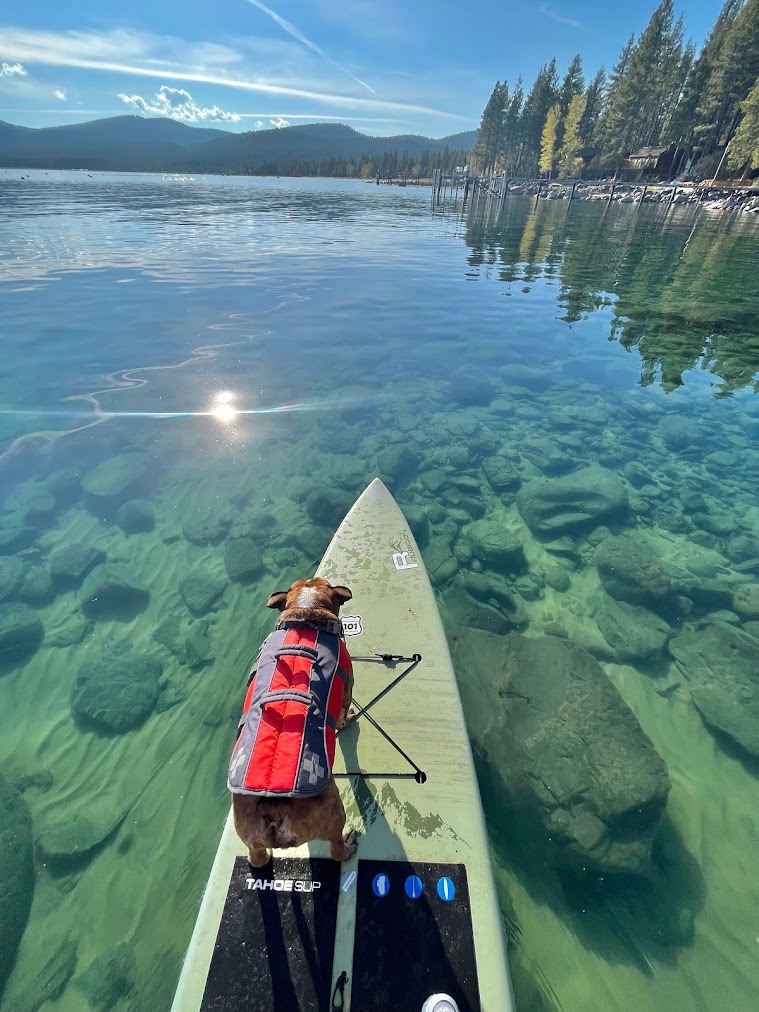 A dog wearing a life jacket stands on a paddleboard floating on clear, calm water with rocks visible beneath the surface, surrounded by trees and mountains in the distance.