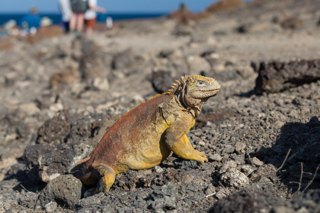 Galapagos Iguana on South Plaza Island, Ecuador