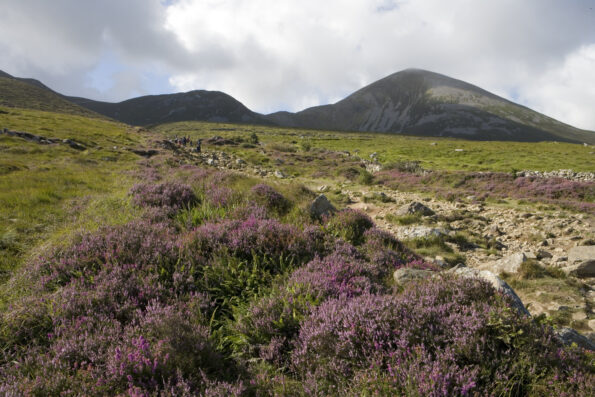 Rocky hillside with patches of purple heather in the foreground, grassy slopes, and mountains in the background under a cloudy sky.
