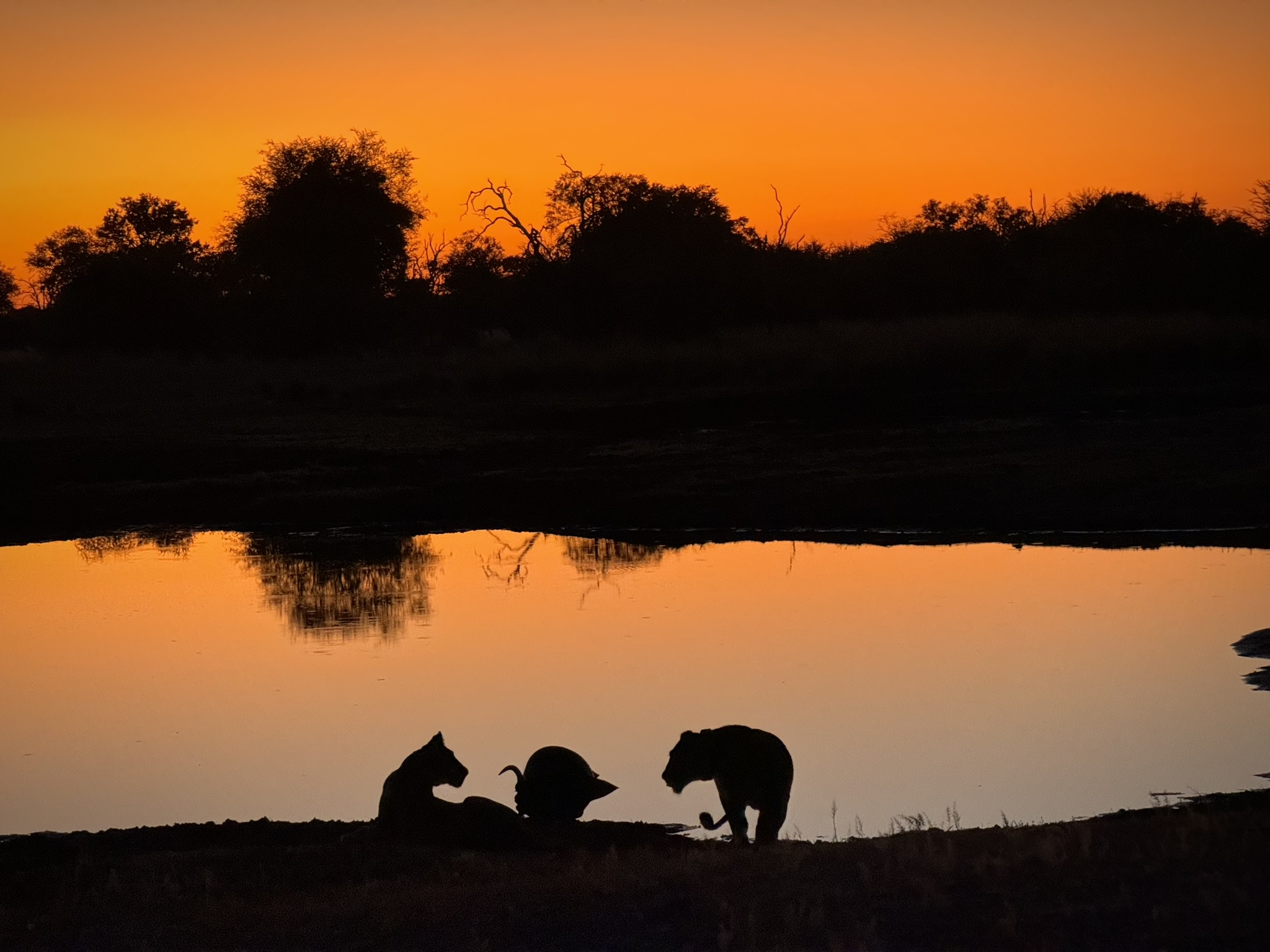 spotting wildlife during night drive in Zimbabwe safari 