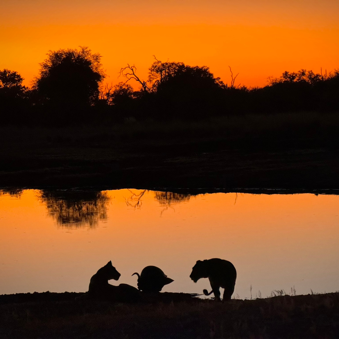 Third Place winner for Mountain Travel Sobek Photo Contest for 2024 is Jennifer Baird - Zimbabwe Victoria Falls & Hwange Safari