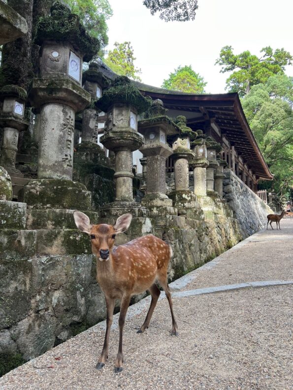 spotting Nara deer in Kiso valley in Japan, Asia