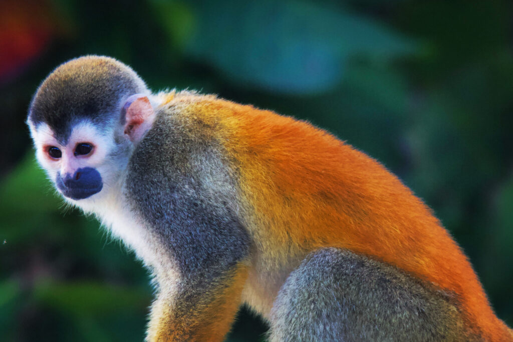 see monkeys on hanging bridges in Costa Rica tropical rainforest