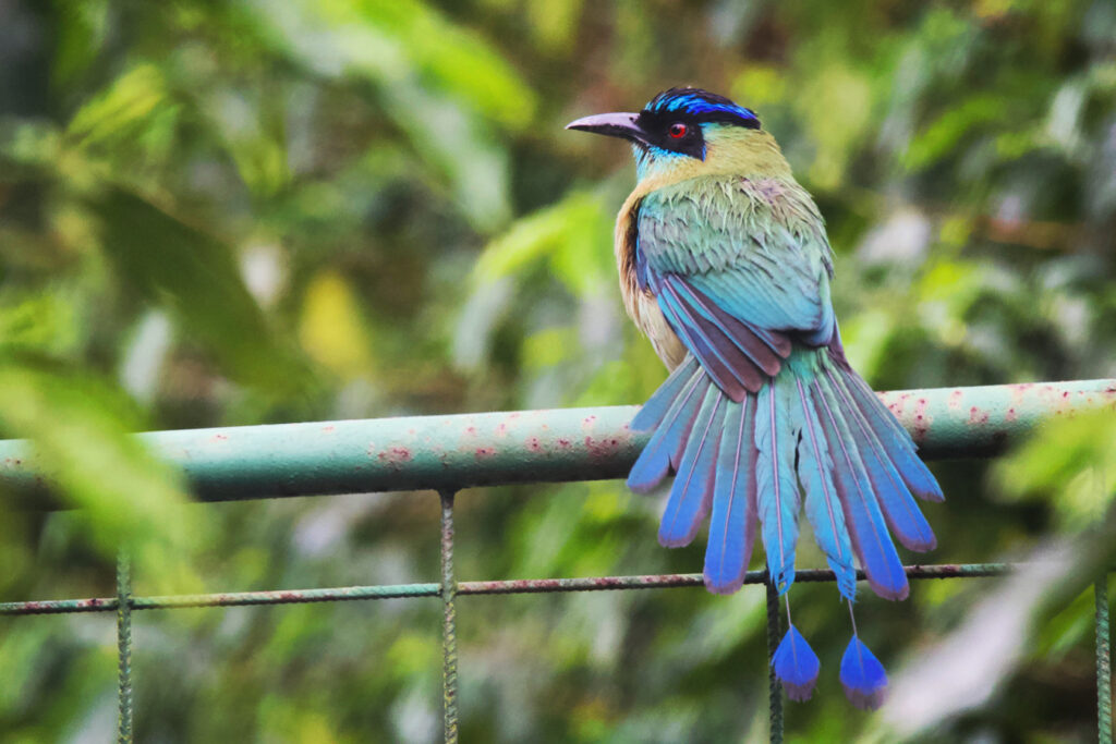 bird watching opportunities in Costa Rica in Central America