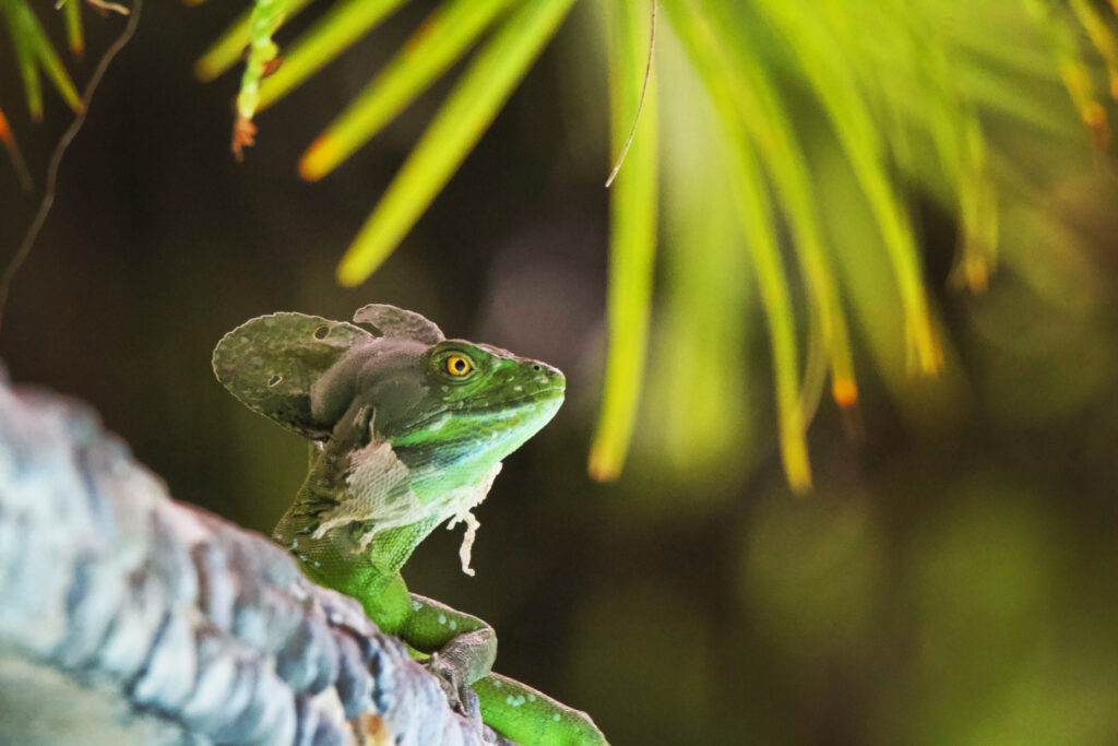 vibrant neon pit viper in tropical rainforest in Costa Rica
