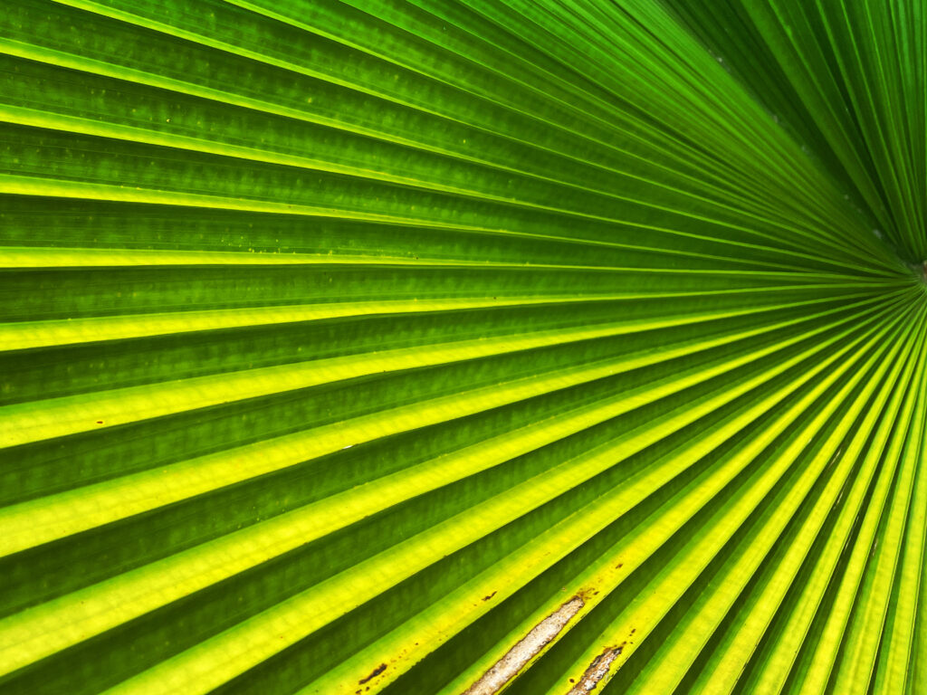 costa rica rainforest flora photography