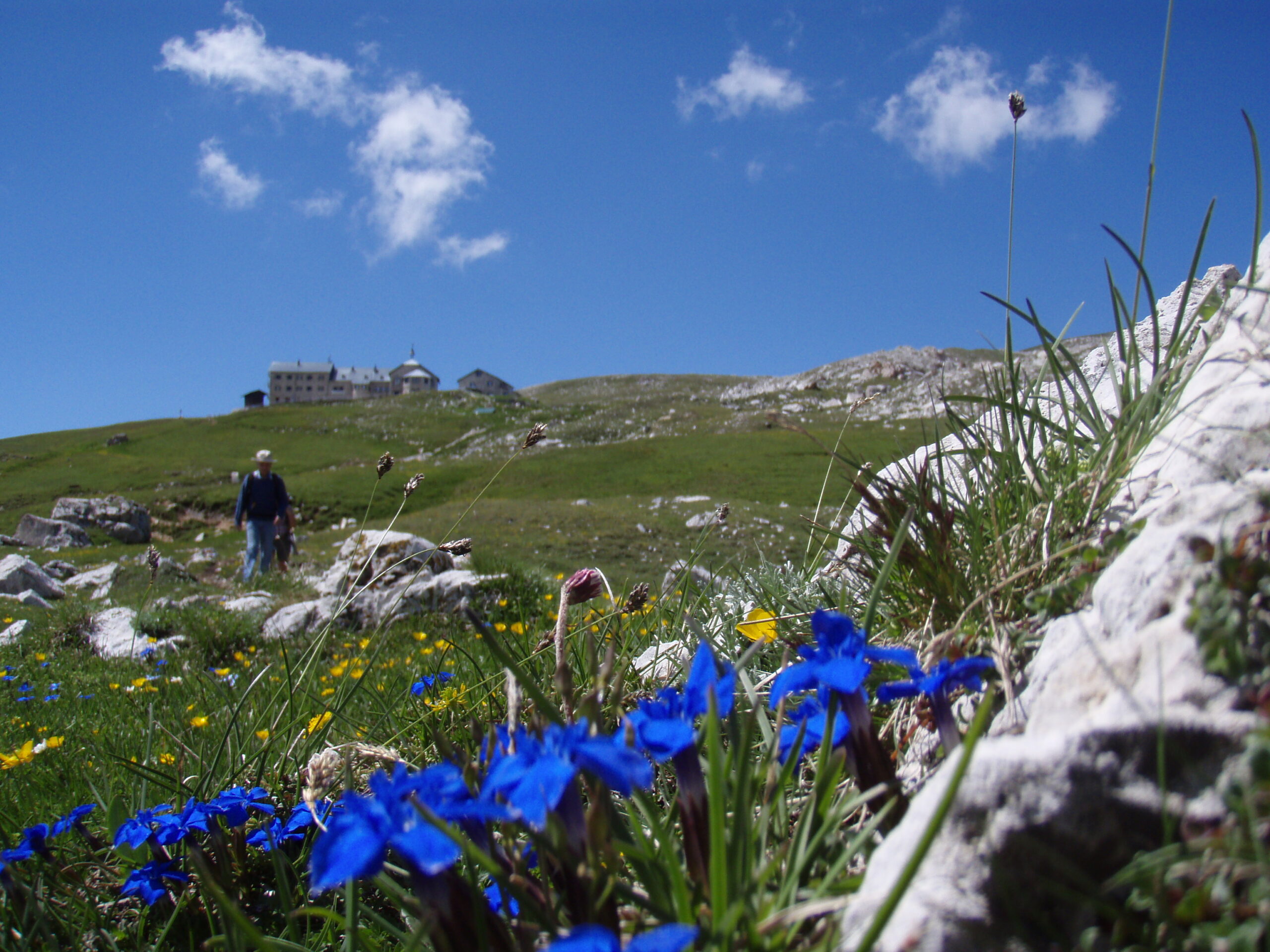 wildflowers in Dolomites - top hiking destination