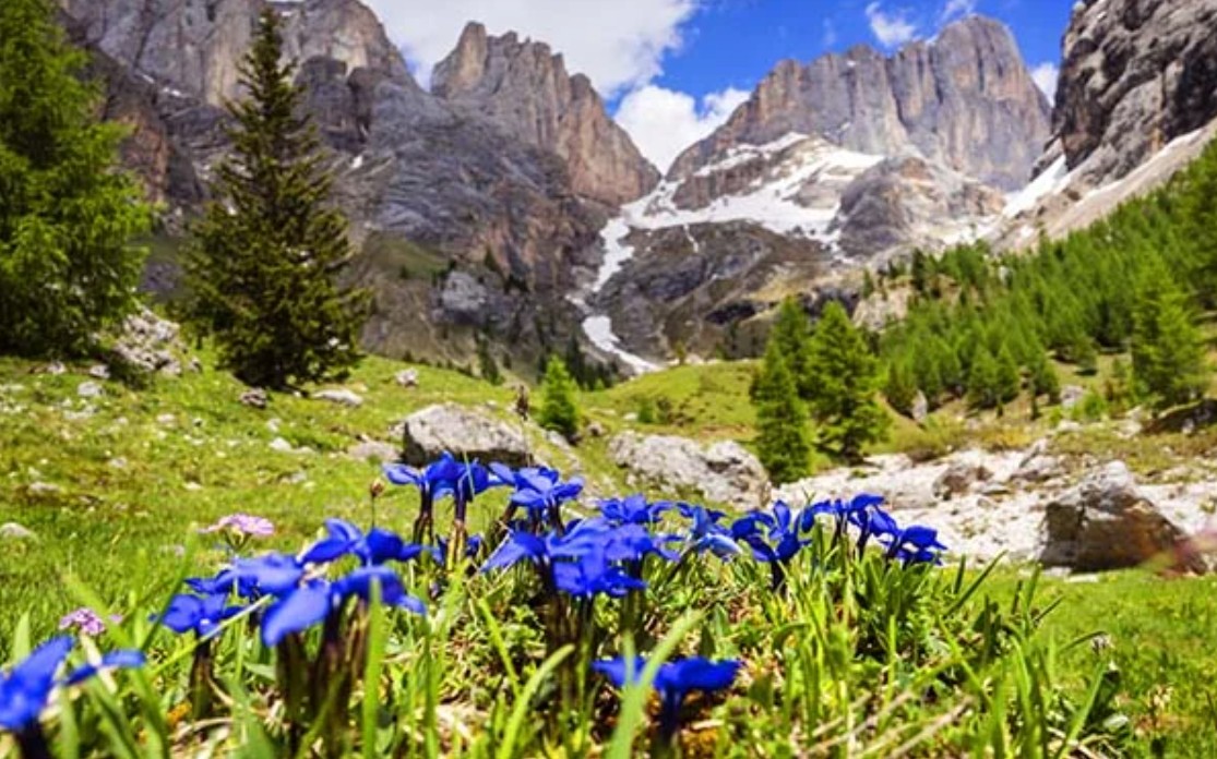 Blue wildflowers bloom in a grassy meadow, framed by green trees and rocky, snow-dusted peaks—a bucket-list view beneath a partly cloudy sky.
