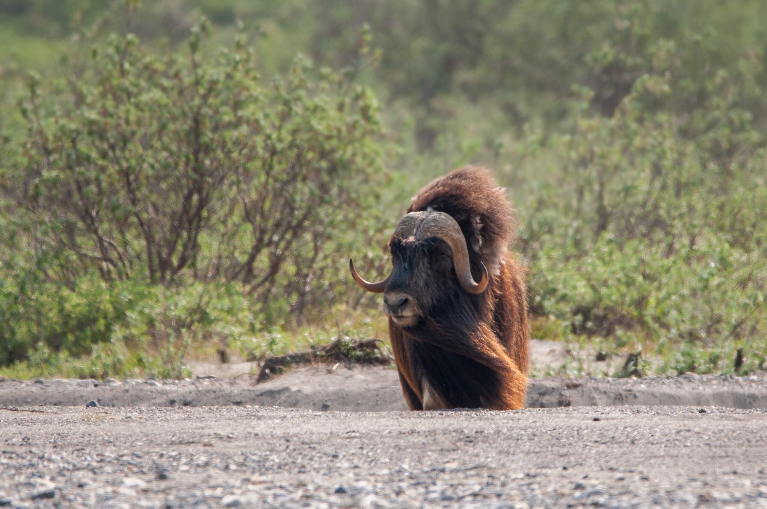 A musk ox with large curved horns stands on a gravel surface in front of green, leafy bushes—a striking sight often encountered on Alaska tours.