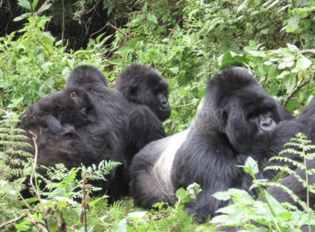 gorilla trekking in rwanda