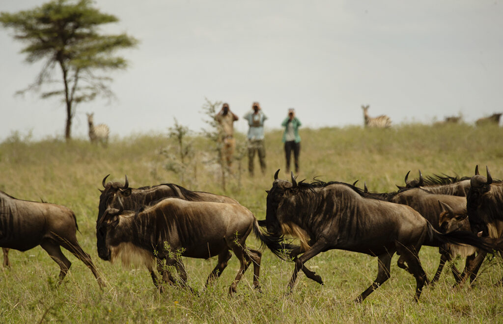 safari options in tanzania