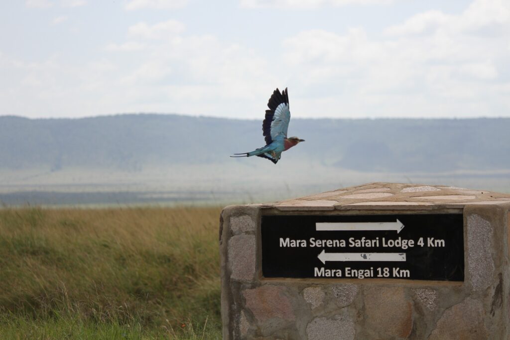 Kenya Walking Wildlife Safari Top 10 Winner for MT Sobek Photo Contest for 2025 - Gavin Chung